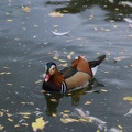 Mandarin Duck1